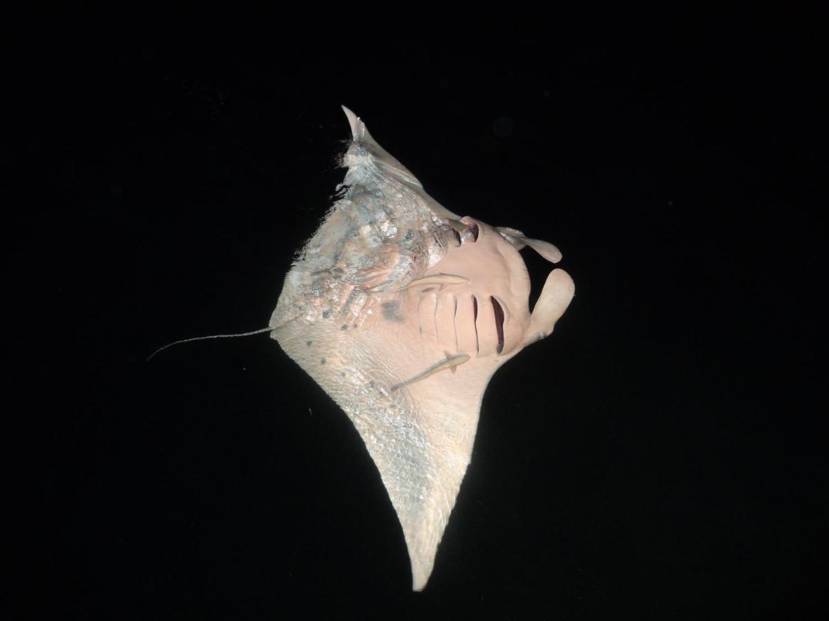 Leaf Fish Guesthouse Maldives Keyodhoo  Exterior foto